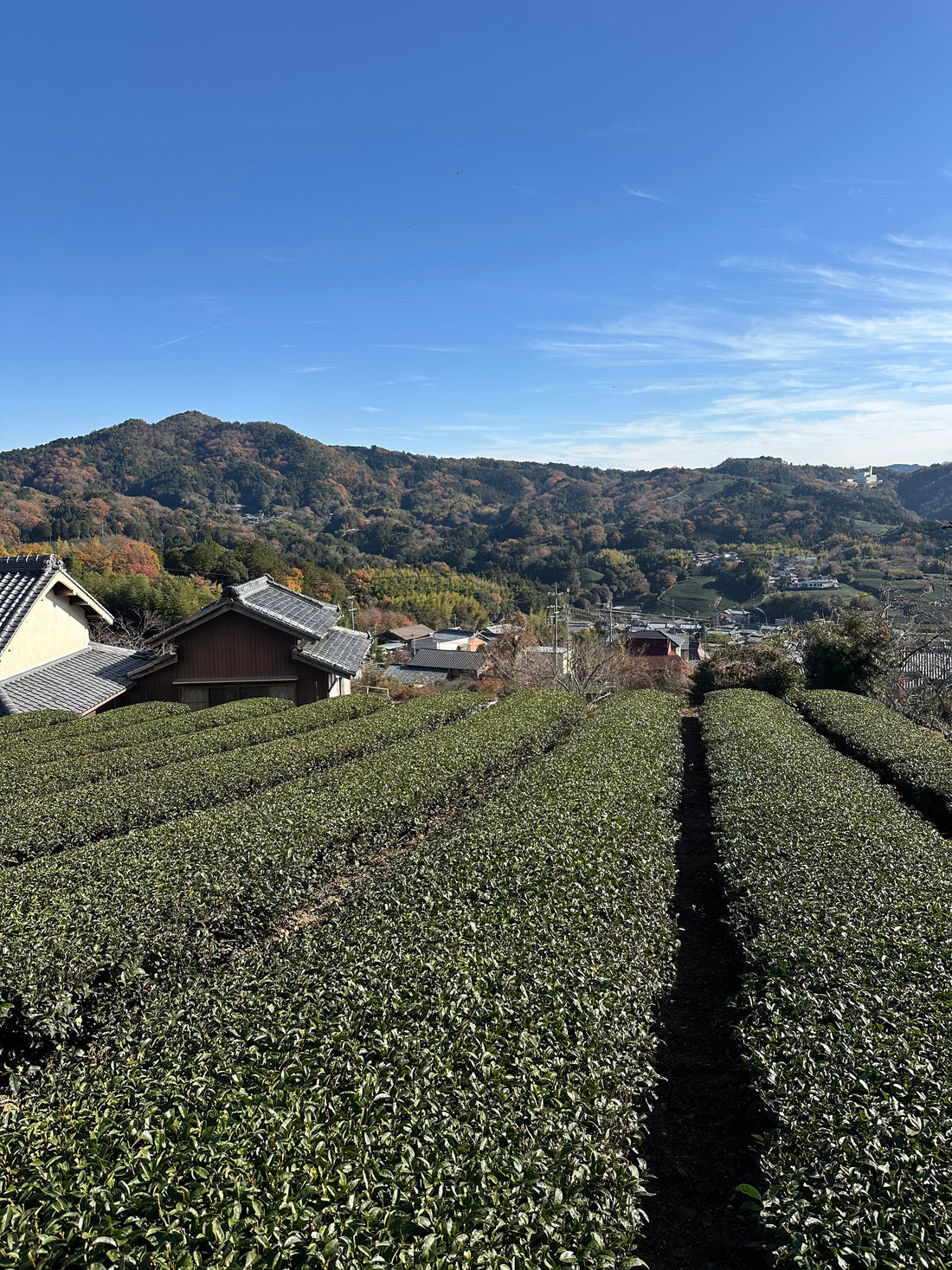 Histoire du matcha au Japon : 900 ans d'une tradition vivante