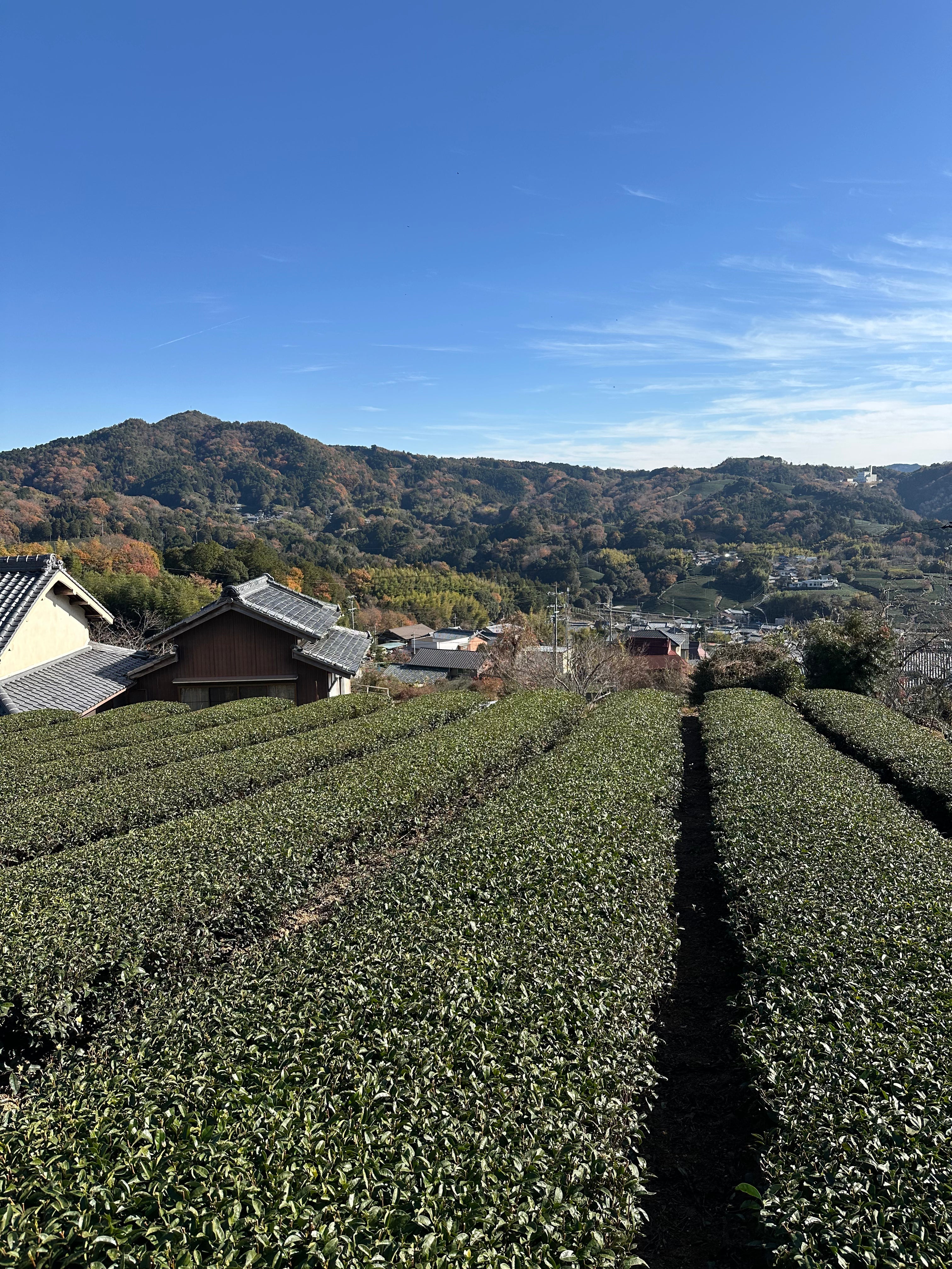 Histoire du matcha au Japon : 900 ans d'une tradition vivante