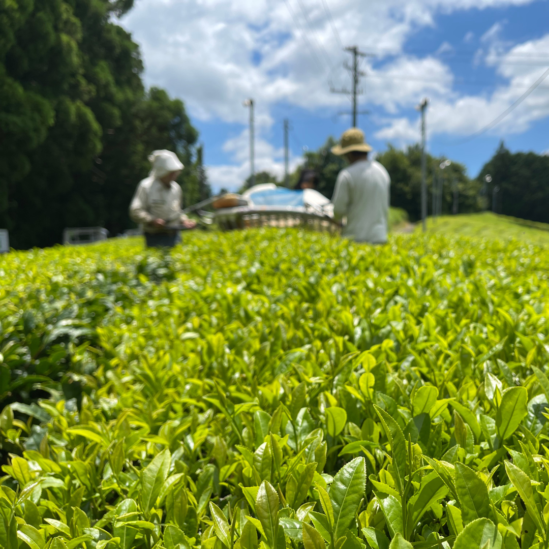 Tencha : la feuille à l’origine du matcha
