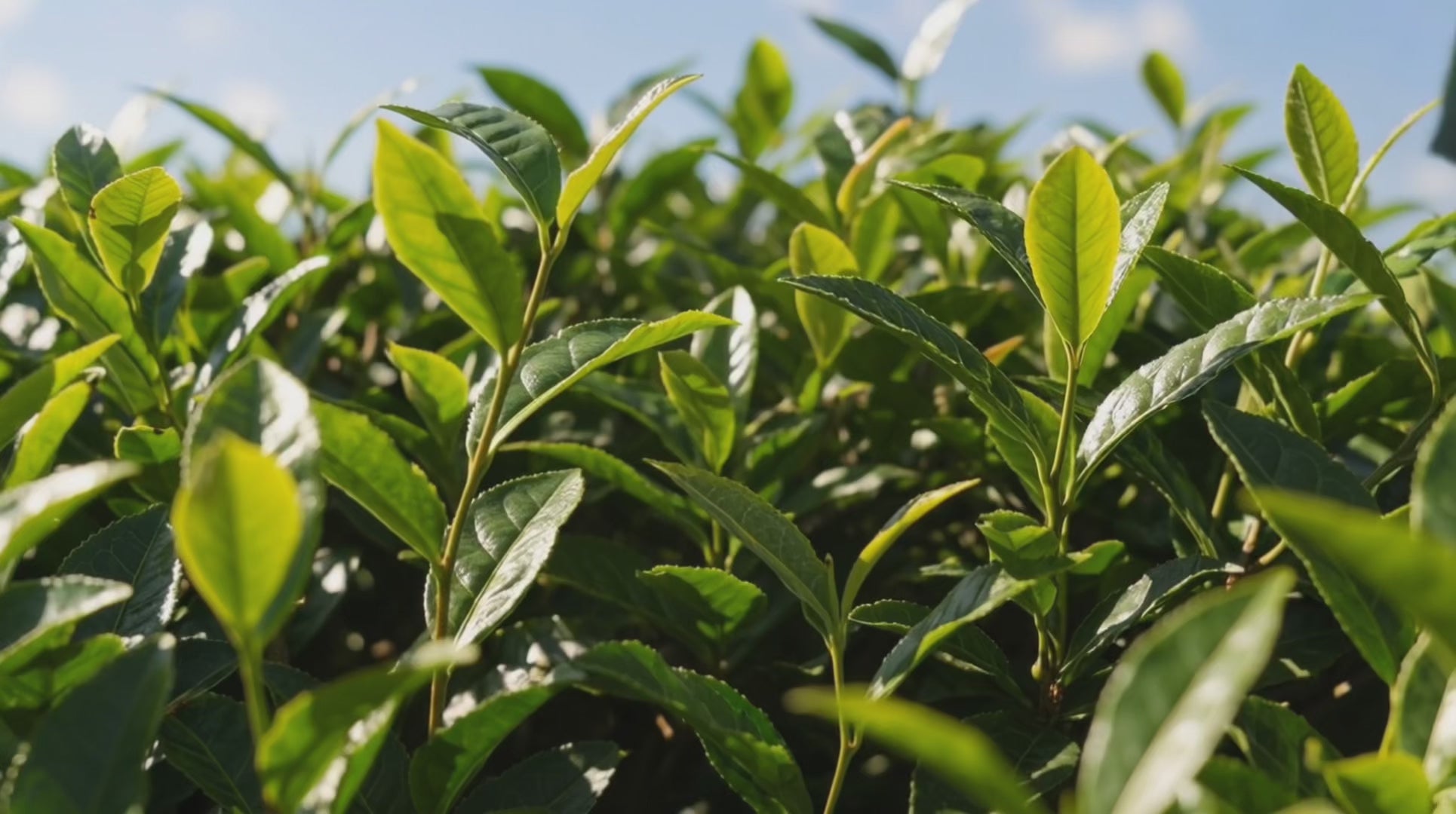 Charger la vidéo : 